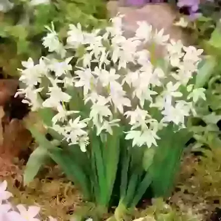 Siberica Alba